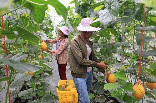 临朐网红吃瓜,揭秘网络红人的幕后故事