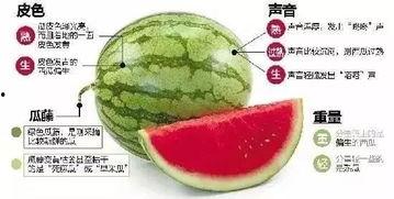 武都网红吃瓜群微信,揭秘网络红人背后的故事与八卦