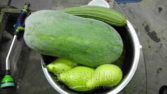 吃瓜网今日吃瓜热门大瓜,今日热门大瓜事件深度解析