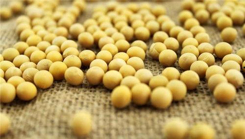 网红小黄豆吃瓜,吃瓜界的风云人物