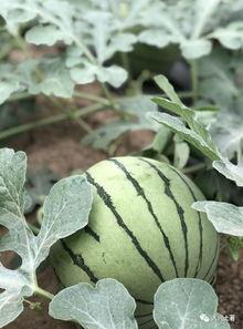 718吃瓜网红,揭秘网络红人的幕后故事