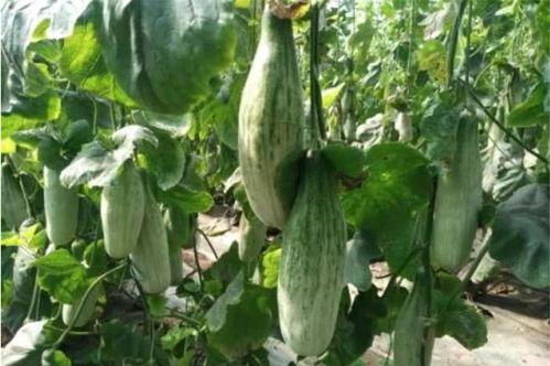 吃瓜网红排行榜前十名,揭秘瓜界十大风云人物