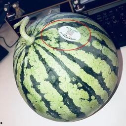 网红炸裂吃瓜是真的吗,真相揭秘，是真是假？