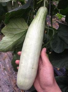 吃生瓜的网红有哪些,挑战味蕾极限！